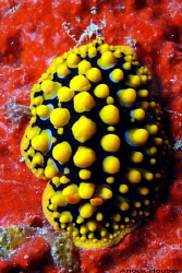Phyllidia ocellata. Picture taken in Weligama, Sri Lanka. by Anouk Houben 